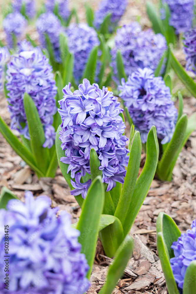 Obraz premium Delicate blue large hyacinths with green foliage close-up on the background of other plants. Photo with bulbous early plants in the park in spring.