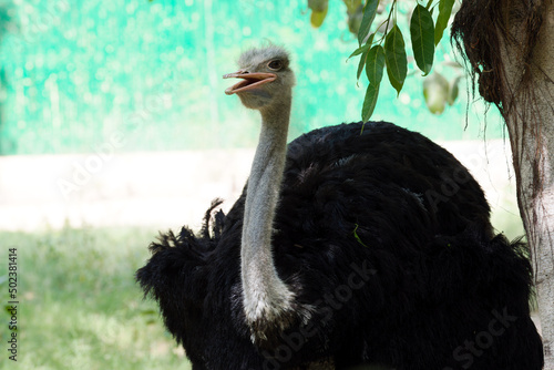 An ostrich is standing in a field.