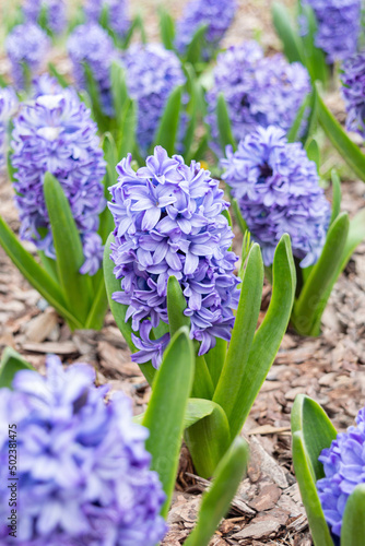 Delicate blue large hyacinths with green foliage close-up on the background of other plants. Photo with bulbous early plants in the park in spring.