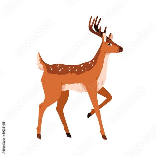 Spotted bambi deer standing with bent leg. Fawn, forest animal walking, side view. Cute graceful reindeer with antlers horns and sweet eyes. Flat vector illustration isolated on white background