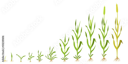 Growth wheat in stages. Infographics of grain germination.