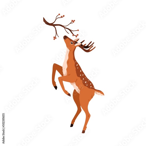 Cute deer eating, stretching to berry branch. Baby reindeer. Graceful spotted horny fawn. Adorable bambi animal standing on hind legs. Colored flat vector illustration isolated on white background