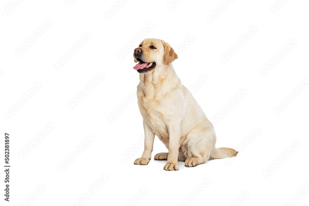 Portrait of beautiful Labrador Retriever dog isolated on white studio background. Looks happy, delighted. Concept of beauty, care, pet's love, dynamic. Portrait of beautiful Labrador Retriever dog isolated on white studio background. Looks happy, delighted. Concept of beauty, care, pet's love, dynamic.