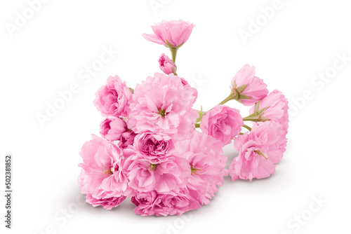 Sakura flower cherry blossom isolated on white background with clipping path and full depth of field