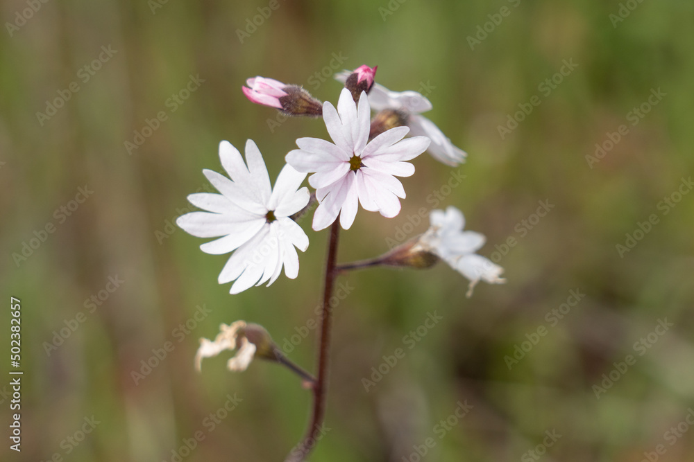 Wildflower in Oregon Wildflower in Oregon