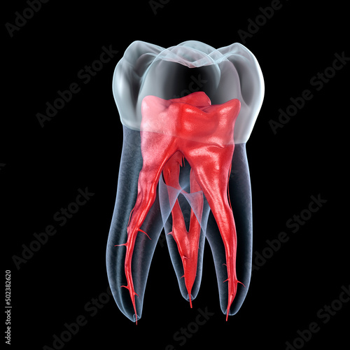 Dental root anatomy - First maxillary molar tooth. Dental 3D illustration