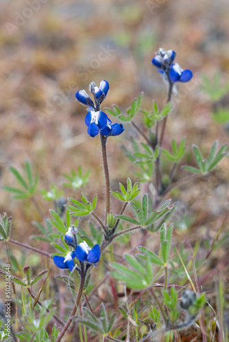Minature Lupine in Oregon