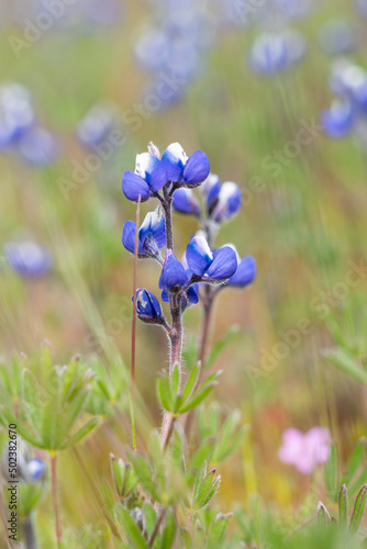 Minature Lupine in Oregon