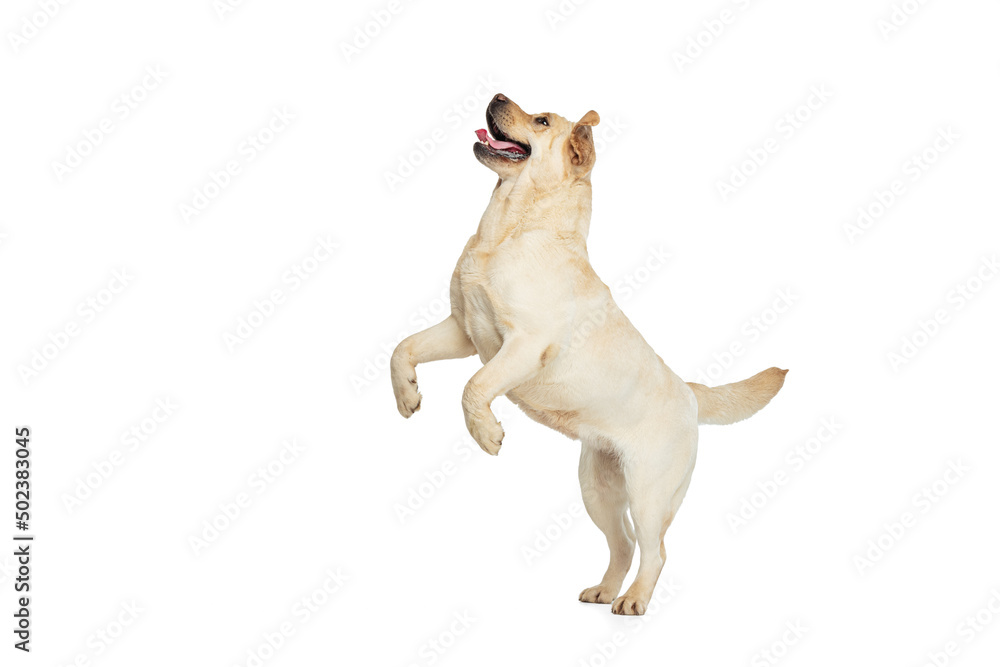 Portrait of beautiful Labrador Retriever dog isolated on white studio ...