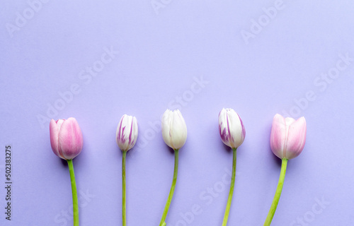 series of pink and purple tulips under pastel purple background
