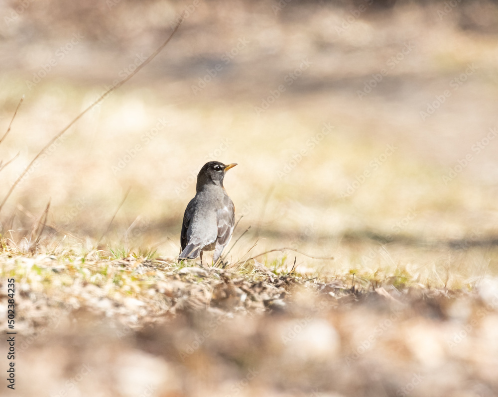 A spring background with an American Robin on sunlit
grass A spring background with an American Robin on sunlit
grass