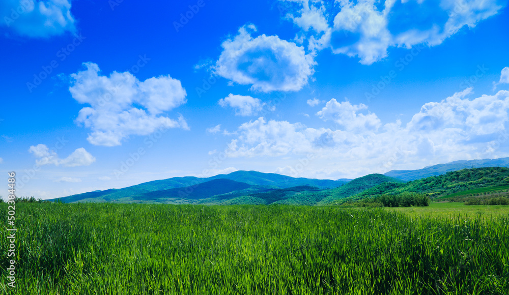 Fototapeta premium field and blue sky