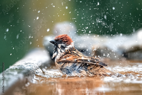 Fototapeta Shallow focus shot of an Eurasian tree sparrow baths in a garden pool and water