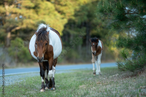 horse and foal - Assateague Island, Maryland photo