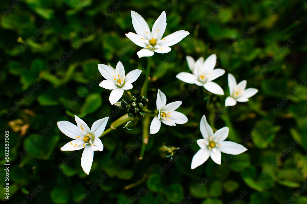 white flowers white flowers