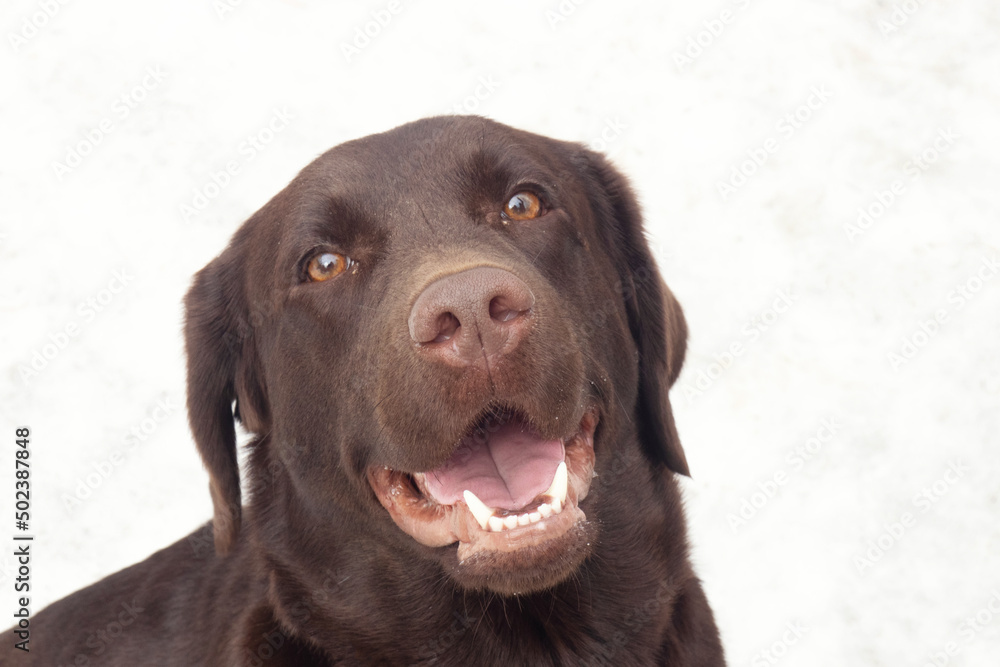 Dog Labrador Retriever looks at camera with open mouth on light background Dog Labrador Retriever looks at camera with open mouth on light background
