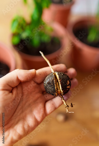 Small sprout of a avocado plant in a man's hand.