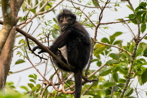 Photography Closeup shot of a yellow-tailed woolly monkey in the wild with a background of t