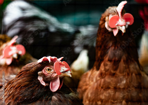 Chickens with red glasses