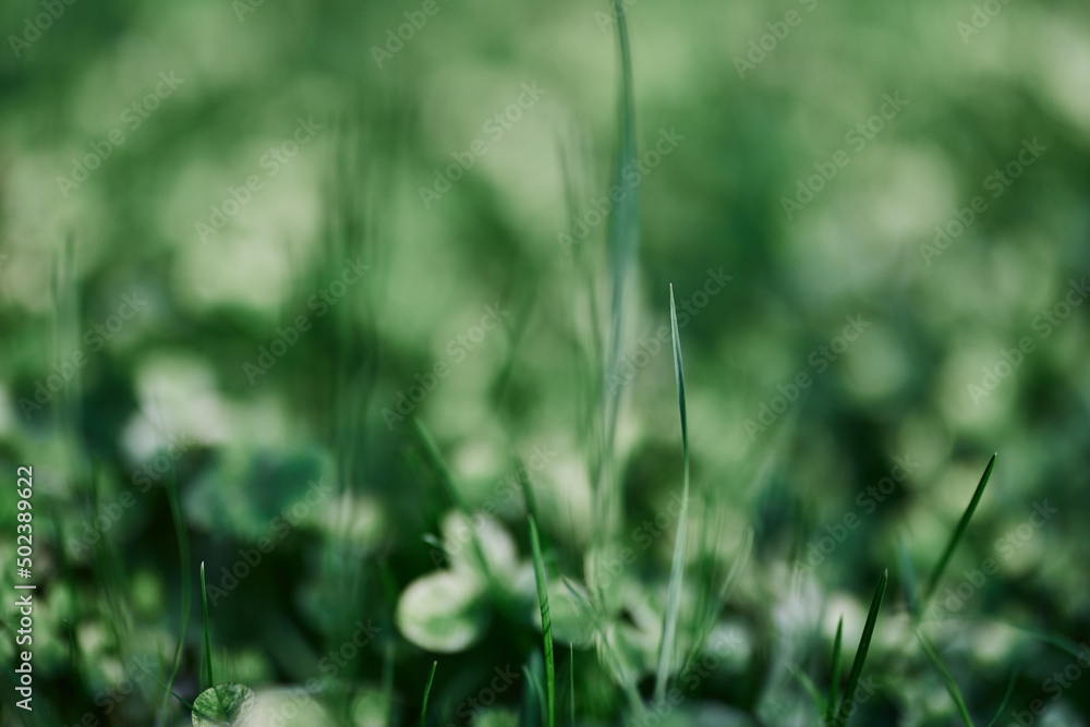 Young green clover leaf grass and myrcroclover seeds and fertilizer for a beautiful lawn in the rays of sunset summer light, stylish background design