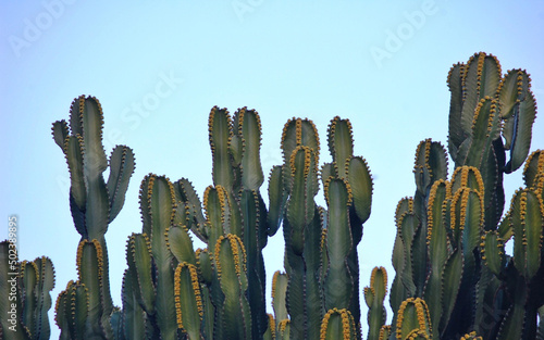 View of Cactus plant against a blue sky on a sunny day in Palmitos park, Los Palmitos, spain. photo