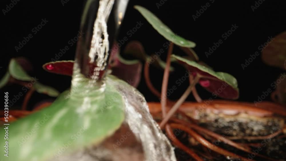 I am watering a house flower Cyclamen in a pot. Dolly slider extreme close-up. Laowa Probe I am watering a house flower Cyclamen in a pot. Dolly slider extreme close-up. Laowa Probe
