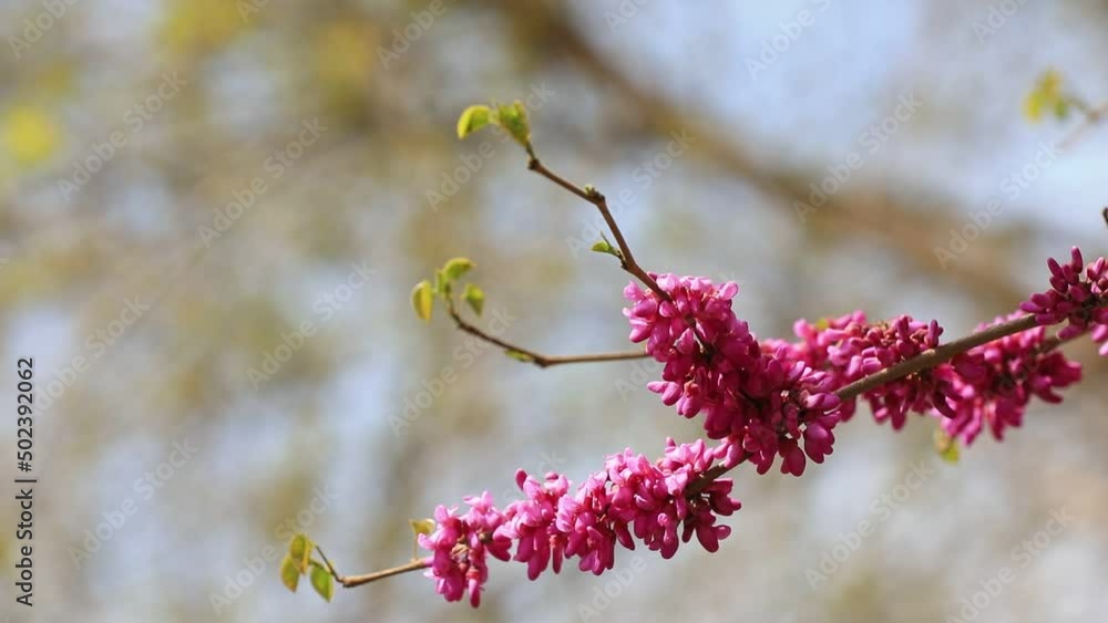 Beautiful Bauhinia flowers are in the botanical garden, North China Beautiful Bauhinia flowers are in the botanical garden, North China