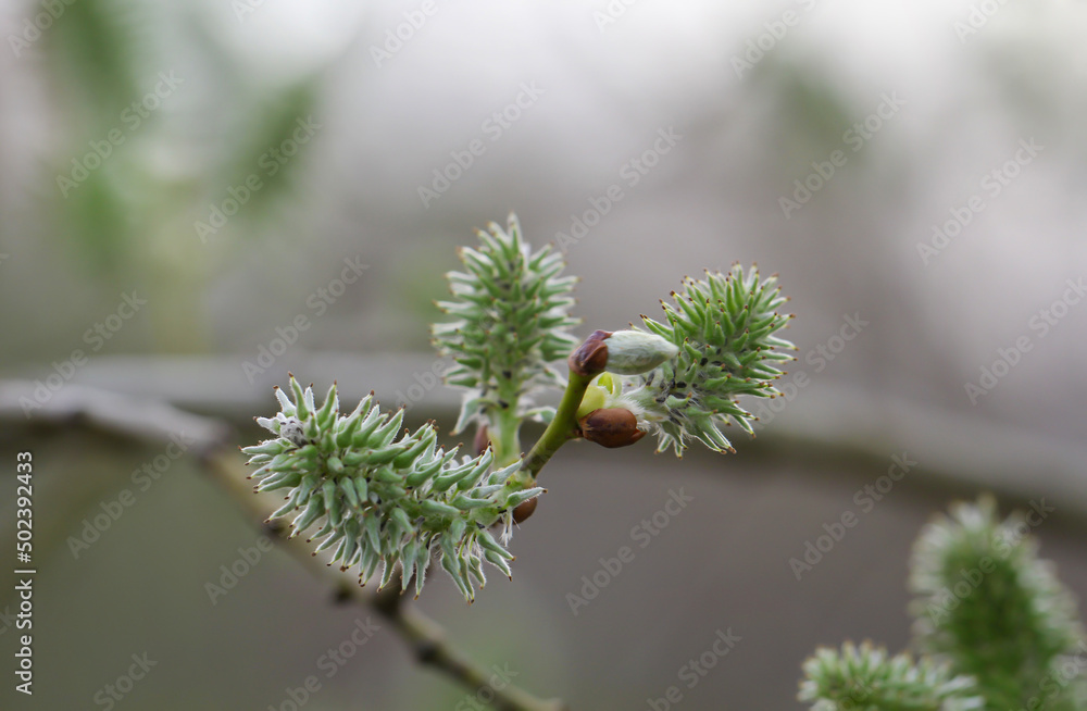 Die Blüten der Sal-Weide, Salix caprea L. Die Blüten der Sal-Weide, Salix caprea L.