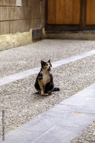 Street abandoned cats