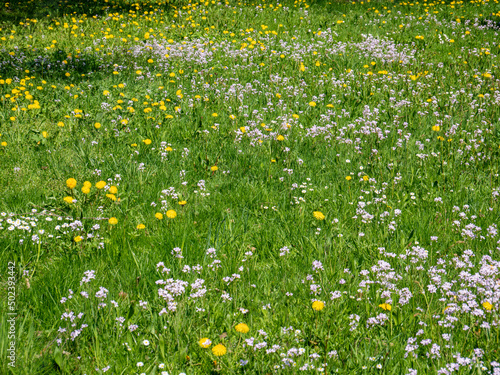 bunte Blumenwiese im Frühling 