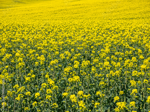 Rapsfeld blüht gelb im Frühling