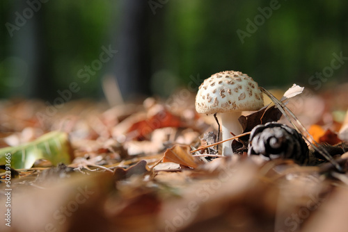 Closeup shot of a mushroom on the ground filled with drie photo