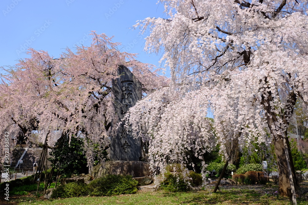 青空を背景にした【しだれ桜】 (東京都府中市東郷寺)Weeping cherry blossoms at togoji temple(Hucyu-city Tokyo Japan 2021) 青空を背景にした【しだれ桜】 (東京都府中市東郷寺)Weeping cherry blossoms at togoji temple(Hucyu-city Tokyo Japan 2021)