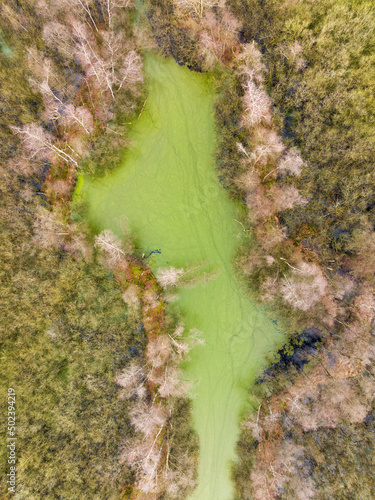 Aerial down view of small lake with duckweed in willow forest Molenven, Saasveld, Twente, Netherlands. photo