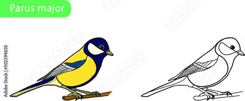 parus major, titmouse vector drawing coloring book. Outline for decorating a bird. Transparent background. urban fauna. A yellow and blue little bird sits on a branch. EPS10
