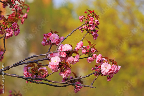 Beautiful cherry blossoms are in the park, North China