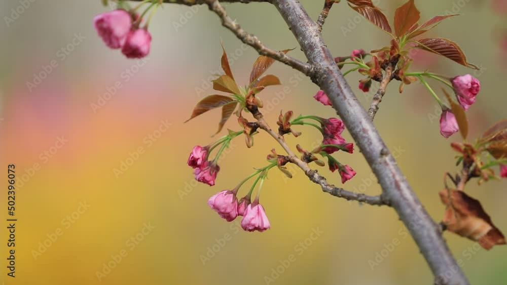 Beautiful cherry blossoms are in the park, North China Beautiful cherry blossoms are in the park, North China