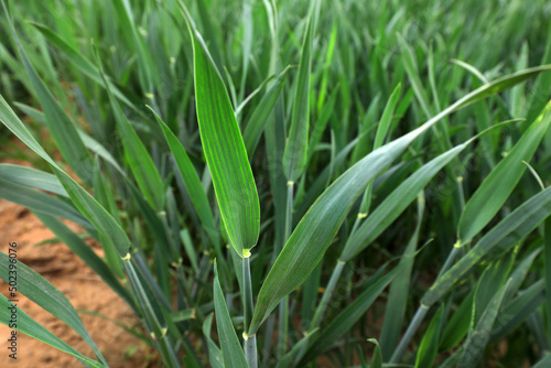 Vigorous growing wheat, North China Plain