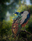 Closeup of a peacock standing on a tree with its colorful tail