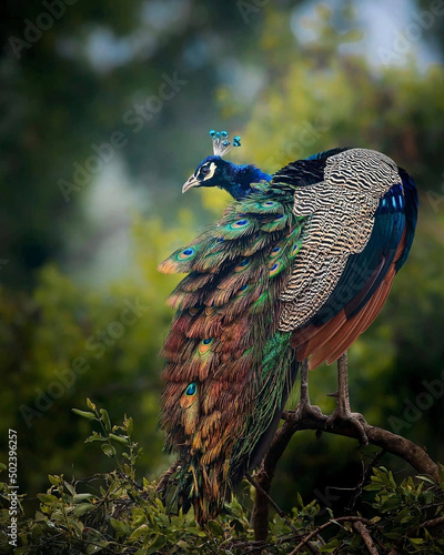 Photo Closeup of a peacock standing on a tree with its colorful tail