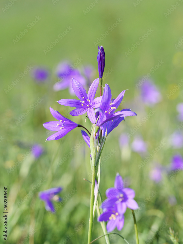 Bluebell flowers on the field. Blurred background. Macro photography.