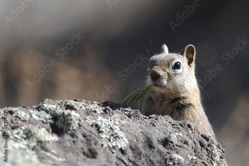 Close-up shot of the Golden-mantled Ground Squirrel on a blurred background photo