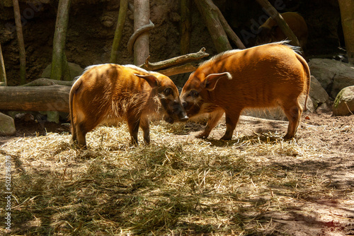 Red river hogs or bushpigs on the grass at a farm on a sunny day photo