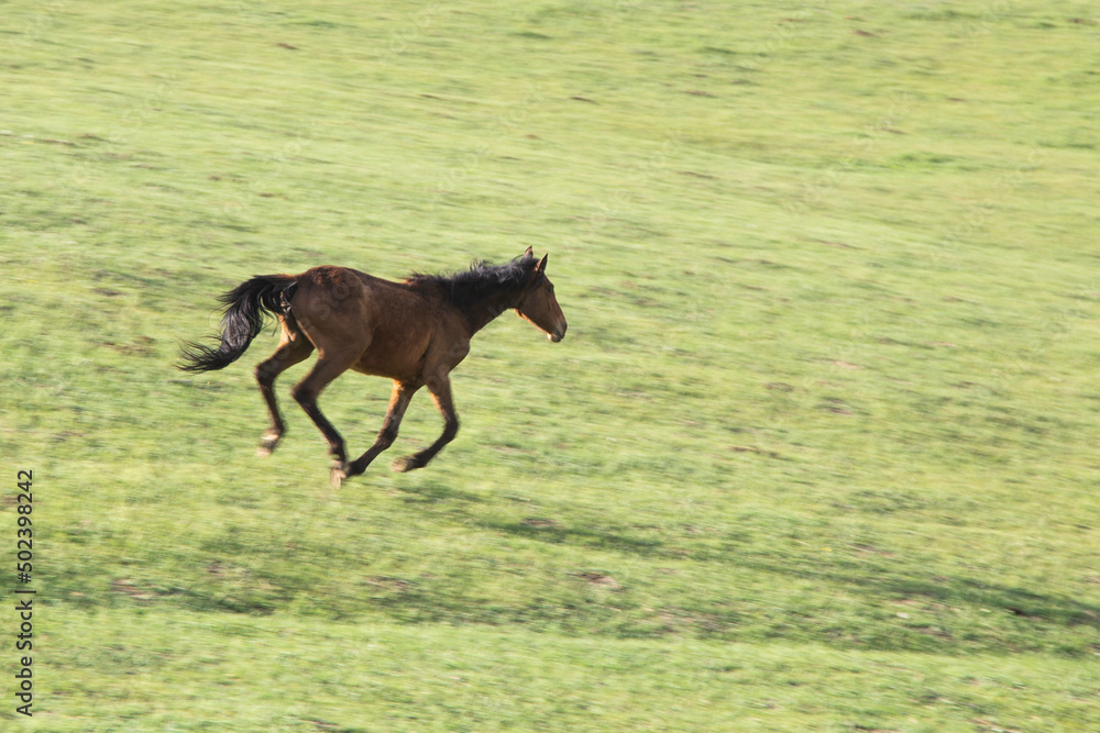 Wild horses running free nature moumtain Wild horses running free nature moumtain
