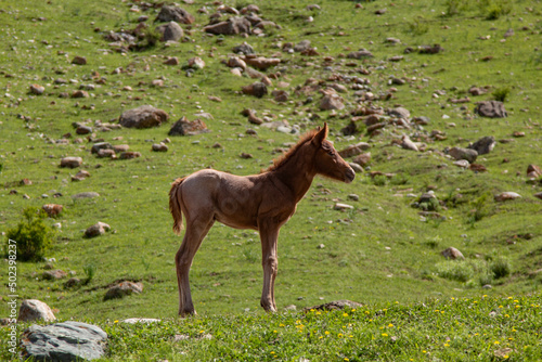 horse on green grass in mountain