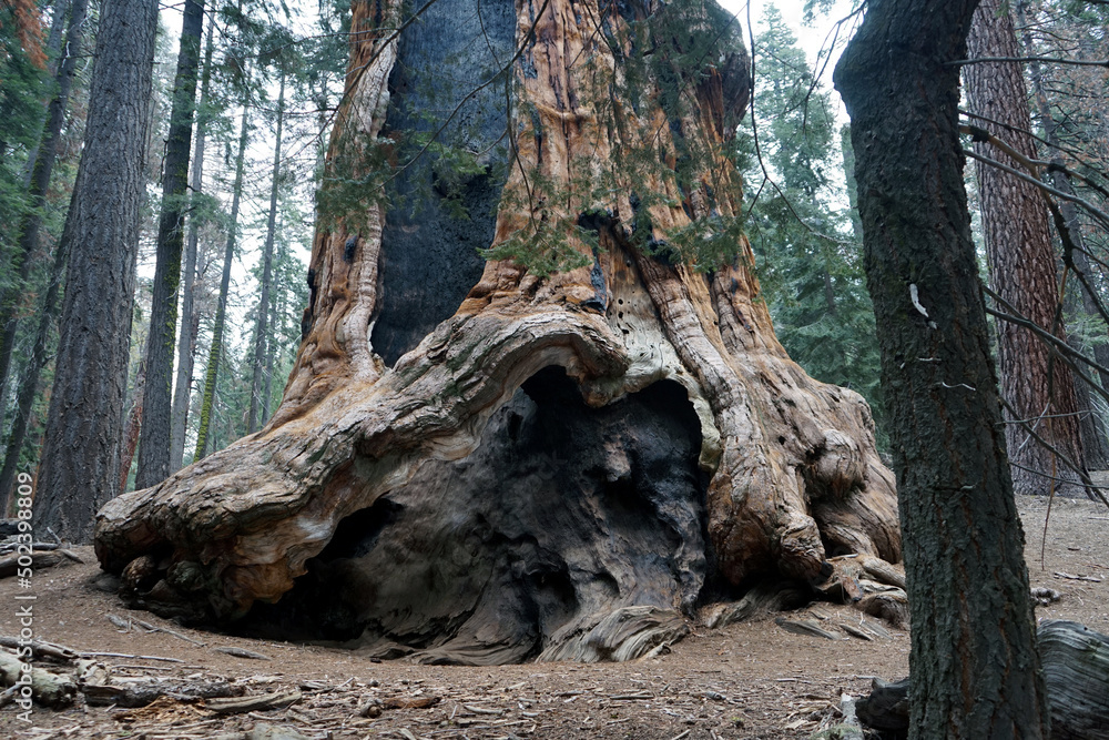 Huge tree trunk in Sequoia National Park, California, USA. - obrazy, fototapety, plakaty 