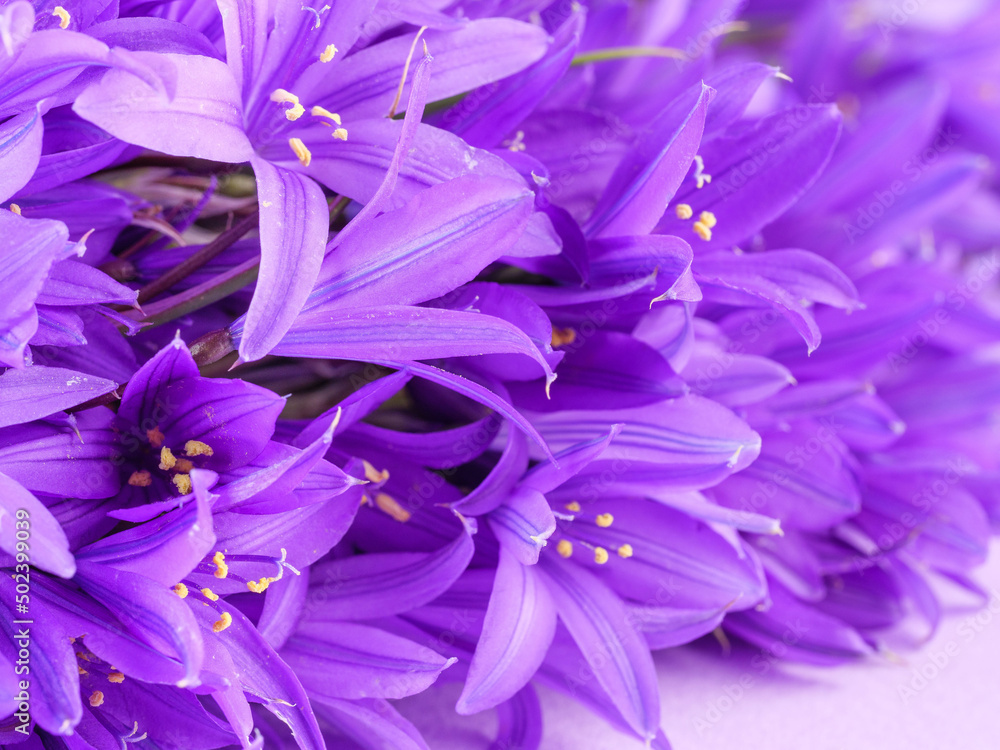 Bluebell flowers on a purple background. Copy space. Bluebell flowers on a purple background. Copy space.