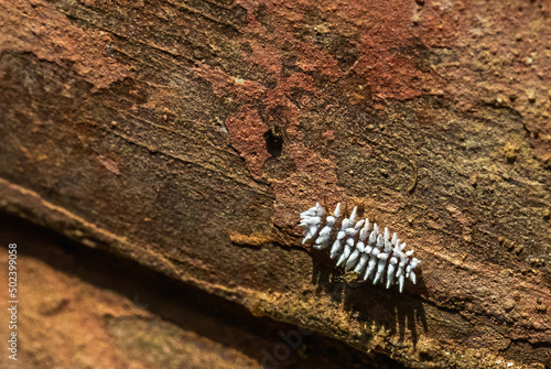 Selective focus shot of a scymninae on a wooden surface photo