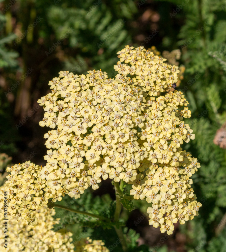 Beautiful flowers in the park, Yarrow-white Wild Flower Beautiful flowers in the park, Yarrow-white Wild Flower