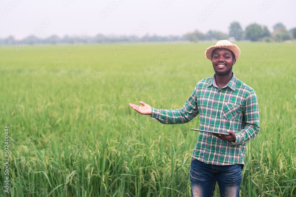 Happiness African farmer using tablet for research leaves of rice in organic farm field.Agriculture innovation and cultivation concept
